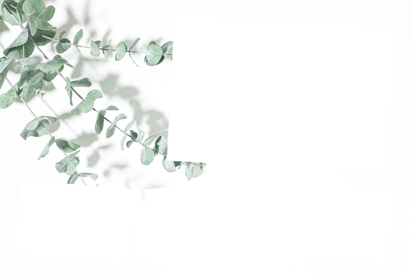 Eukalyptus 01 – 4er-Collage