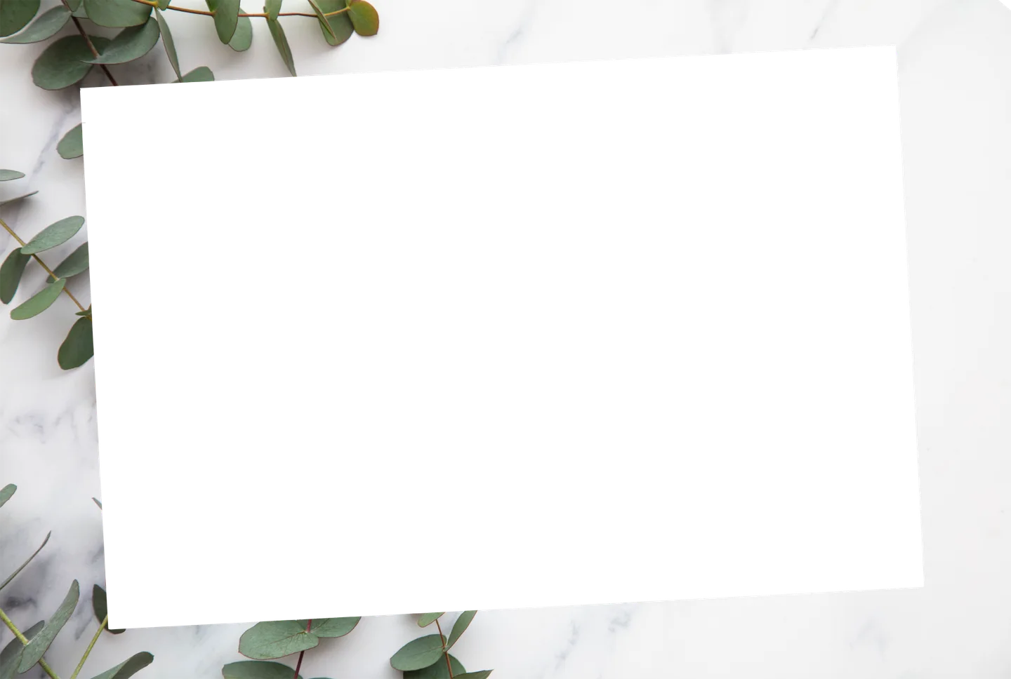 Eukalyptus 02 – Einzelfoto