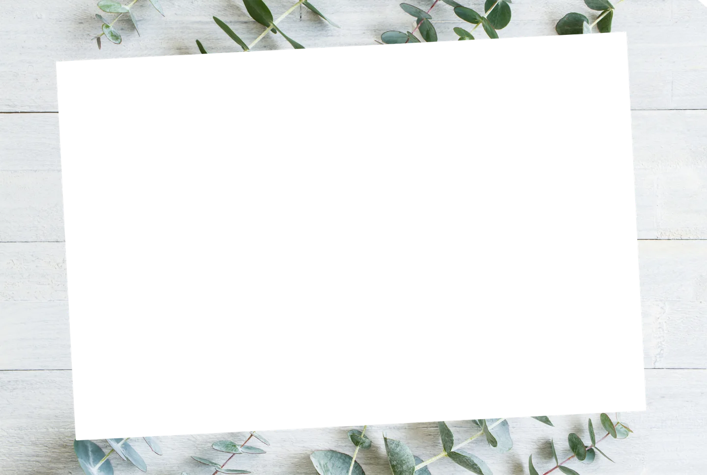 Eukalyptus 04 – Einzelfoto