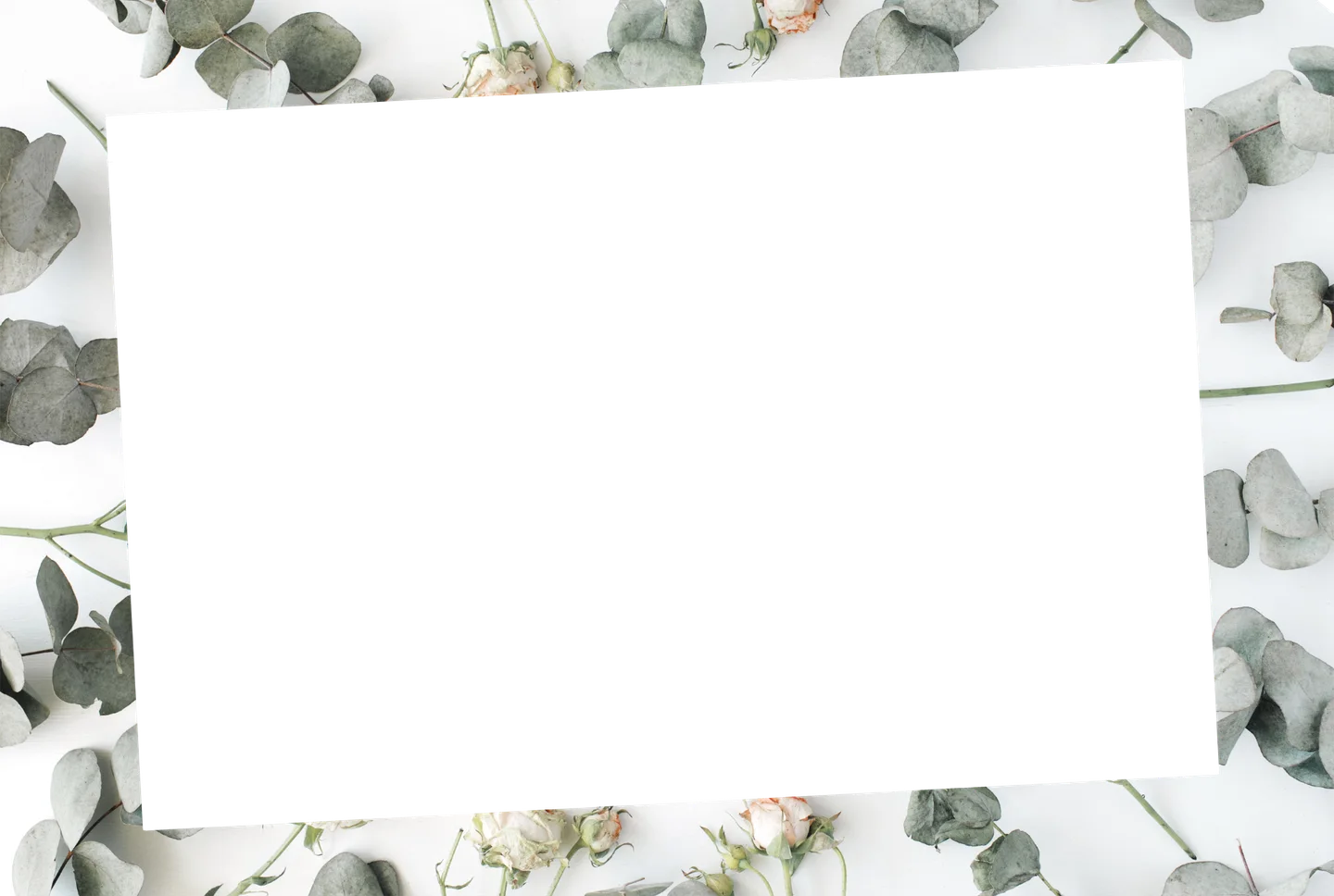 Eukalyptus 05 – Einzelfoto