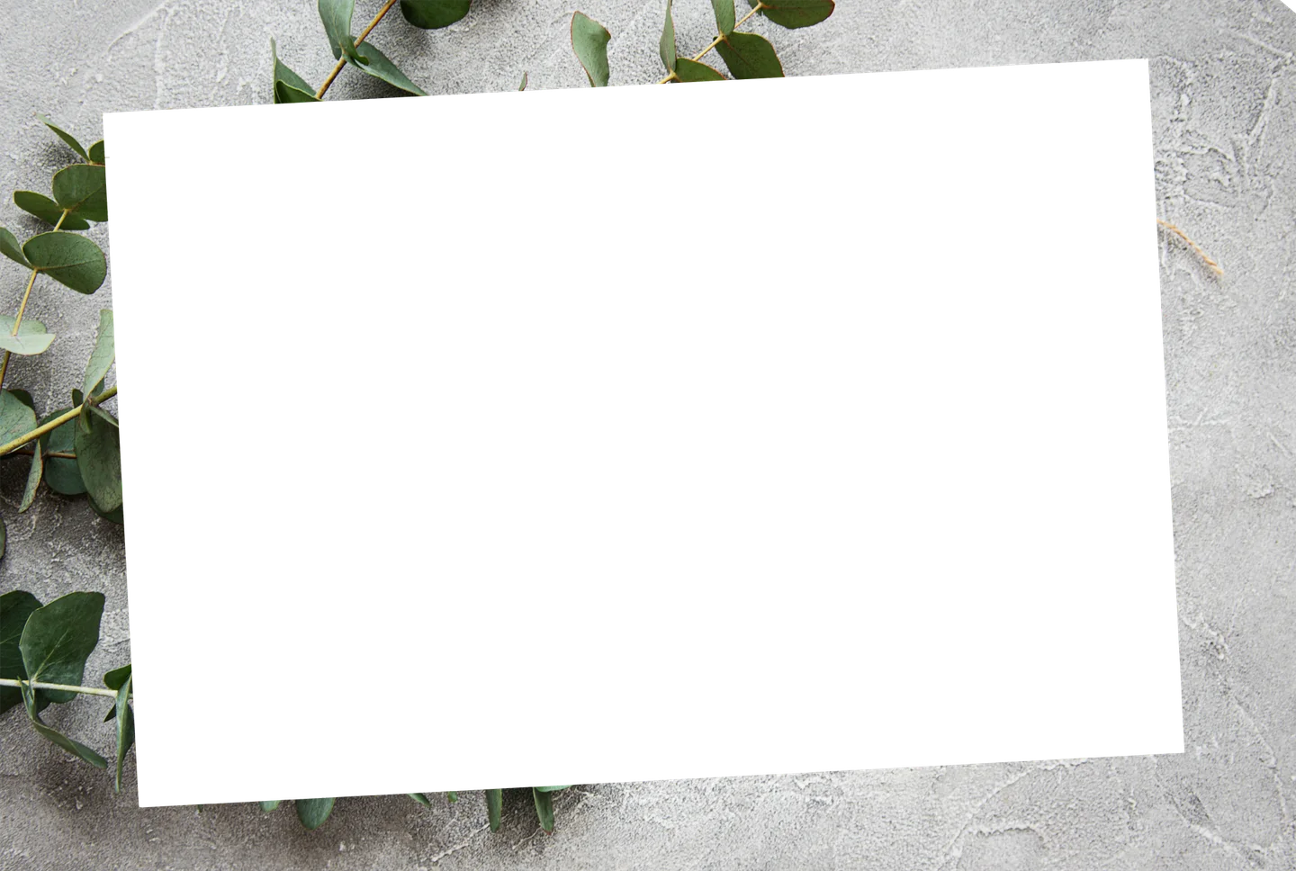 Eukalyptus 06 – Einzelfoto