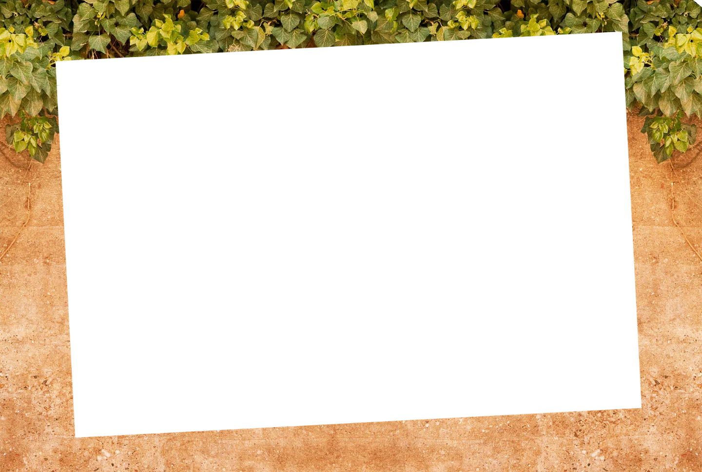 Eukalyptus 08 – Einzelfoto